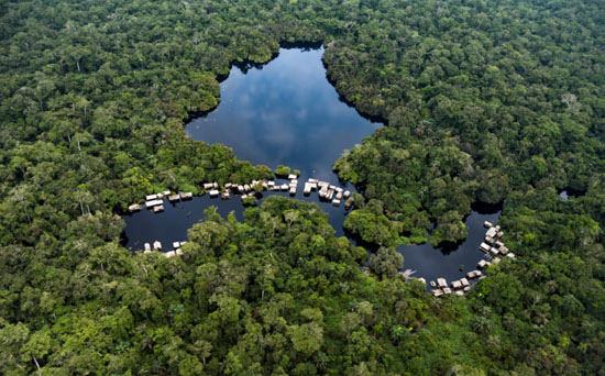 Forest-in-DRC